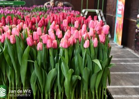 Tulipa Heartbeat ® (1)